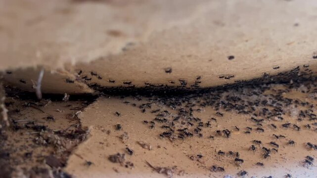 Ant colony exposed beneath ceiling lining with hundreds of active workers, eggs and larvae in macro detail.