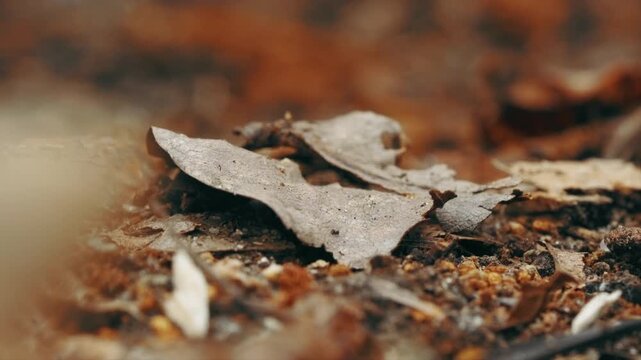 A macro shot of a dry dead leaf on a forest floor with ants crawling around and under the leaf.