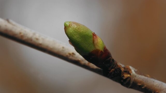 A macro shot of a budding leaf on a plant.