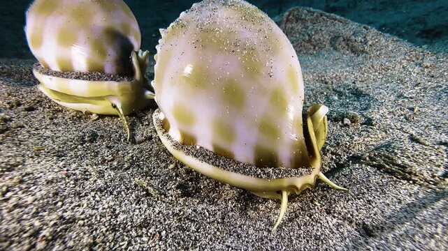Two banded bonnet snails engaged in their mating ritual on the sandy seabed. One snail follows the other, attempting to reach it with its tentacles.