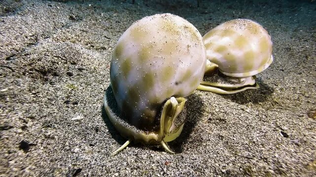 Banded bonnet snails during their mating ritual on the seabed. The snails, with their glossy shells, crawl in a single file and approach camera.