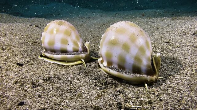 Two banded bonnet snails are engaged in their mating ritual on the sandy seabed. One snail follows the other, attempting to reach it with its tentacles. Two fish swim through the foreground.
