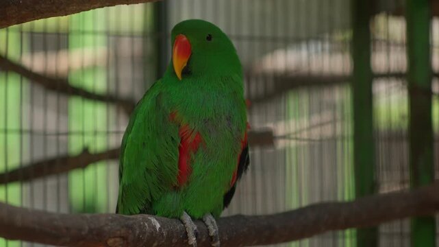 Zoom out video of a green parrot perched on a wooden bar inside a cage outdoors.