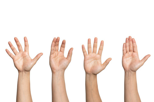 Open hands raised isolated on white background, palm gesture set, communication concept. Raised open hands, greeting and stop gesture concept