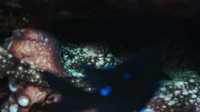 Octopus vulgaris in den with Similiparma lurida and touching another octopus
