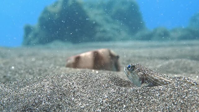 Synodus saurus perched on sand with Xyrichtys novacula in the distance