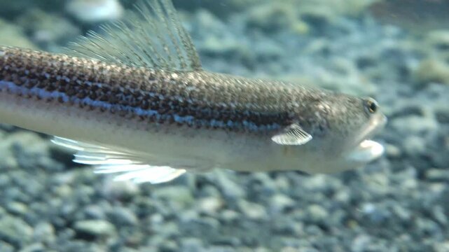 Synodus saurus predatory behavior on a rocky reef with blurred background