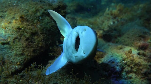 Visible nylon's with a hook stuck in the throat of a dead Mustelus mustelus