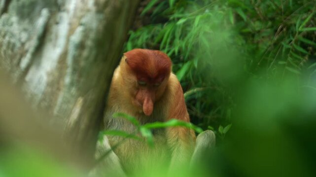 A Proboscis monkey (Nasalis larvatus) looks around the surroundings, close up shot of a primate species endemic to the island of Borneo.