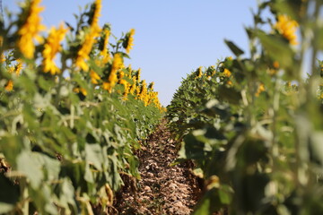Obraz premium Yellow-leaved sunflowers seen in rows in a sunflower field.