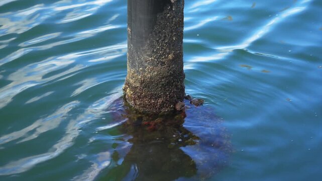 Barnacle-covered metal pylon in water with surface ripples and reflection, Woy Woy, New South Wales, Australia.