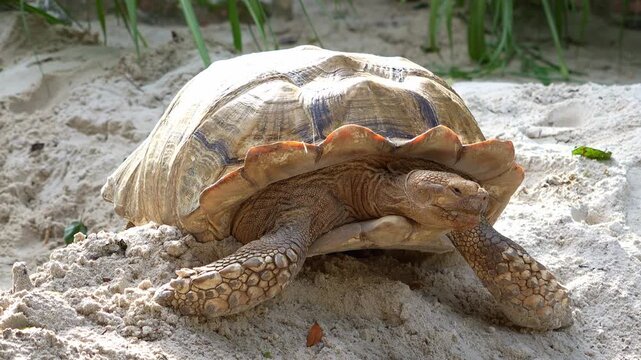 Close up shot of an Aldabra giant tortoise (aldabrachelys gigantea) rests on a sandy surface.