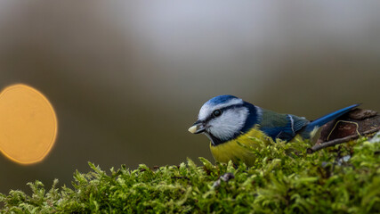 Eurasian blue tit perched on a branch, close-up cute wildlife photography with soft background blur / Blaumeise sitzt auf einem Ast, Nahaufnahme des farbenfrohen Singvogels vor weichem Hintergrund © Christian