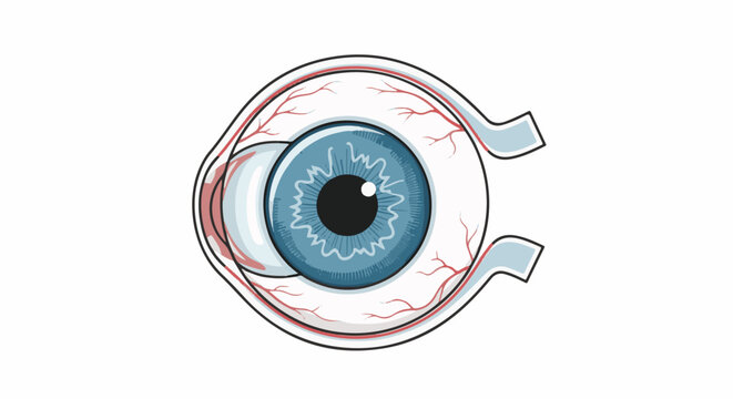 Detailed cross-section of a human eye, showcasing its intricate anatomy