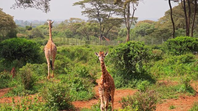 Baby Rothschild giraffe approach tourist pov in a lush acacia grove at the Nairobi Giraffe Center. Authentic wildlife conservation scene in Kenya at dusk