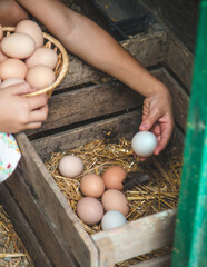 The child picks up the eggs in the chicken coop. Selective focus. © yanadjan