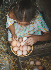 The child picks up the eggs in the chicken coop. Selective focus. © yanadjan