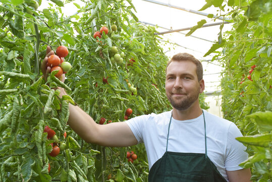 farmer in greenhouse growing and harvesting tires tomatoes for sale