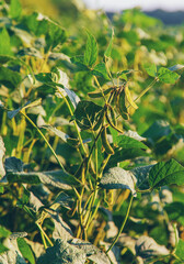 Fototapeta premium Soy beans grow in the field. Selective focus.