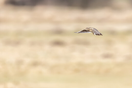 Eurasian skylark perched on the ground, close-up wildlife photography with beautiful background blur / Feldlerche sitzt auf dem Boden, Nahaufnahme des Feldirg-Vogels in der Natur vor weichem Hintergru