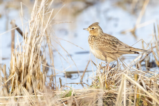 Eurasian skylark perched on the ground, close-up wildlife photography with beautiful background blur / Feldlerche sitzt auf dem Boden, Nahaufnahme des Feldirg-Vogels in der Natur vor weichem Hintergru