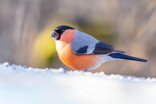 Eurasian bullfinch male perched on snow, close-up colorful wildlife photography in winter / Gimpel M&auml;nnchen sitzt auf Schnee, Nahaufnahme des farbenpr&auml;chtigen Dompfaffs im Winter vor weichem Hintergru