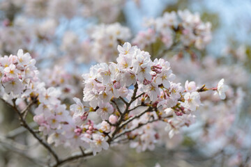 Fototapeta premium 春の青空と満開に咲き誇る桜の花。日本の美しい四季を感じさせるソメイヨシノの風景と、奥行きのある桜並木の道。お花見や新生活、春のデザイン背景に最適な高品質な植物写真。