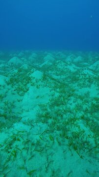 Vertical footage, Forward movement above hilly seagrass meadow covered with Smooth ribbon seagrass, Cymodocea rotundata on turquoise water background, Slow motion