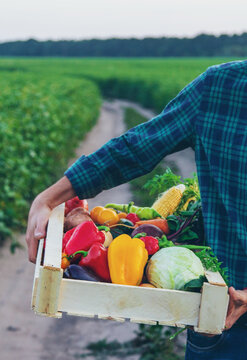 A man farmer holds vegetables in his hands. Selective focus.