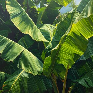 A sunny close-up of large green leaves with yellow stems