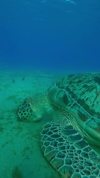 Vertical footage, Close-up of Sea turtle eating green sea grass on seagrass meadow, Slow motion of Great Green Sea Turtle, Chelonia mydas on seabed