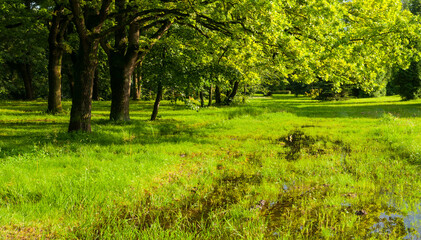 Obraz premium Summer park landscape, green summer trees lit by sunlight