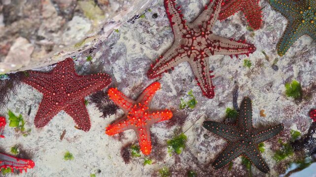 Multiple red-knobbed starfish (Protoreaster linckii) displaying various vibrant colors and patterns in shallow tropical water. Top-down view over sand and seagrass in Zanzibar
