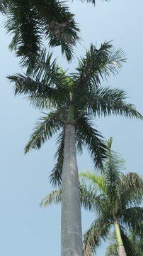Vertical 4K shot of majestic royal palm tree against clear blue sky, low angle, 60fps