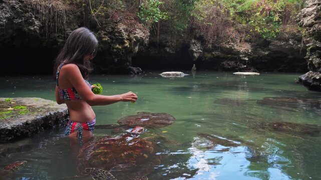 Woman swimming alongside rescued green sea turtles in the natural tidal pool of Baraka Natural Aquarium. High-angle view showcasing gentle marine life interaction in Zanzibar
