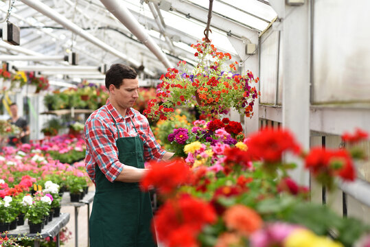 Gardener works in a greenhouse in a flower shop
