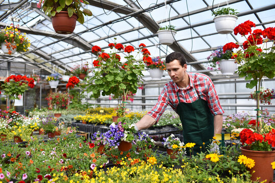 Gardener works in a greenhouse in a flower shop
