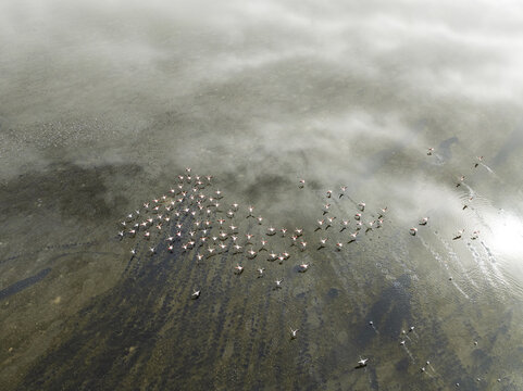 Aerial view of flamingos flying above the shallow waters, their pink hues contrasting with the murky depths of Walvis Bay Lagoon, Walvis Bay, Erongo Region, Namibia.