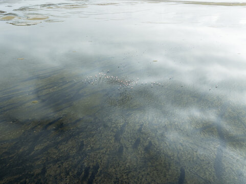 Aerial view of a long flock of flamingos flying above the shallow waters of the lagoon, their pink plumage a striking contrast to the muted tones, Walvis Bay, Erongo Region, Namibia.