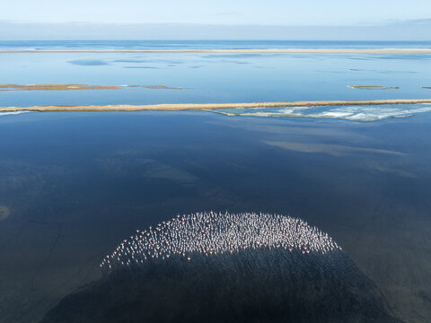 Aerial view of flamingos congregating in the shallow waters of the lagoon, a vibrant contrast against the deep blue, Walvis Bay, Erongo Region, Namibia.