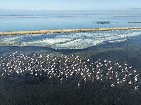 Aerial view of flamingos gather in the shallows, where teal waters meet the ochre land, framed by the vast, pale sky, Walvis Bay, Erongo Region, Namibia.