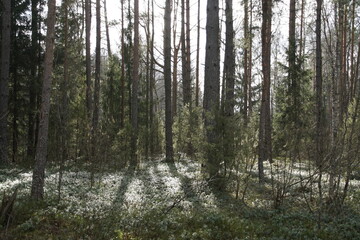 Fototapeta premium A fine spring day in a lingonberry pine forest. Bright sunshine. Nature is awakening after winter. Forest landscape.