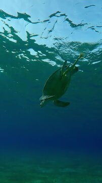 Vertical footage, Sea turtle swimming down from surface of water to seabed, Slow motion of Great Green Sea Turtle, Chelonia mydas deeping in turquoise water