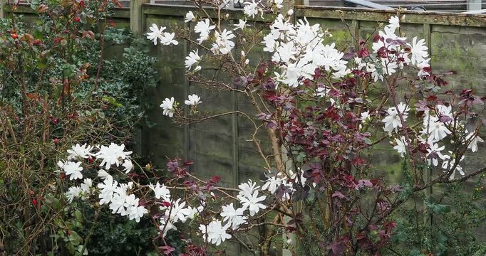 Short for HD 4K video of a magnolia stellata flowering being blown in the wind