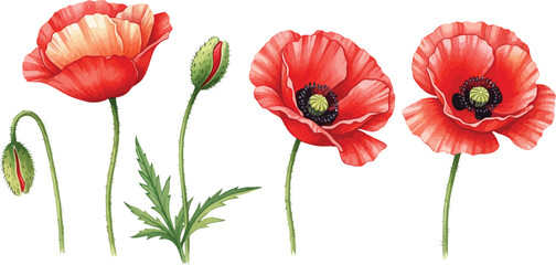 Obraz premium Vibrant red poppies with green stems and buds on white background