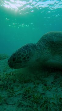Vertical footage, Close up of Sea turtle grazing on seabed at sunset, Slow motion of Green Sea Turtle, Chelonia mydas on bottom eats Smooth ribbon seagrass, Cymodocea rotundata 