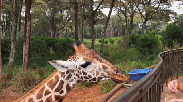 Nairobi, Kenya - 14th october, 2025: close up girl in a sun hat feeds an endangered Rothschild giraffe from a platform at the Nairobi Giraffe Center. Authentic wildlife conservation encounter in Kenya