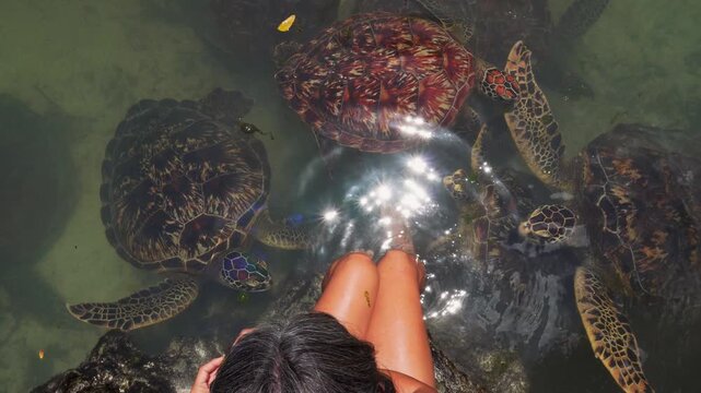 Woman swimming alongside rescued green sea turtles in the natural tidal pool of Baraka Natural Aquarium. High-angle view showcasing gentle marine life interaction in Zanzibar