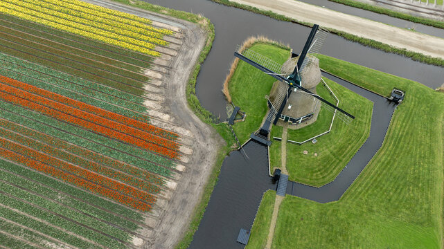 Aerial view of a classic windmill standing proudly beside vibrant, multicolored tulip fields, reflecting the serene beauty of the Dutch countryside, 't Zand, Noord-Holland, Netherlands.