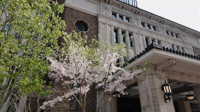 九段会館と桜の花　東京都千代田区　3月